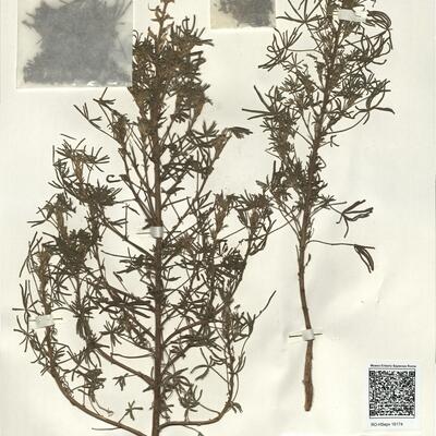 Lupinus angustifolius L. -  RO-HSepv 16174 photo