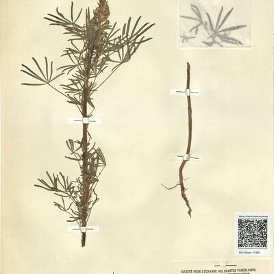 Lupinus angustifolius L. subsp. angustifolius -  RO-HSepv 11369 photo