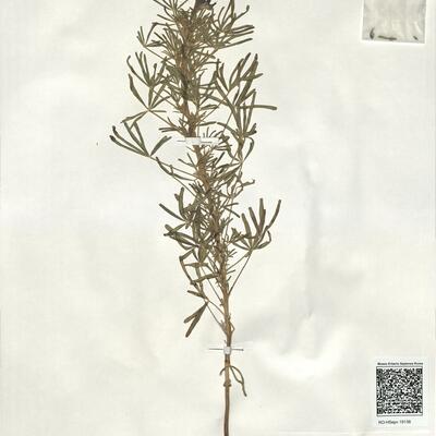 Lupinus angustifolius L. subsp. angustifolius -  RO-HSepv 19138 photo