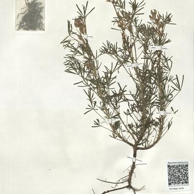 Lupinus angustifolius L. subsp. reticulatus (Desv.) Arcang. -  RO-HSepv 19139 photo