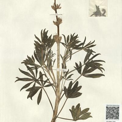 Lupinus hispanicus Boiss. & Reut. -  RO-HSepv 13242 photo