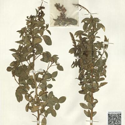 Adenocarpus anagyrifolius Coss. & Balansa -  RO-HSepv 14137 photo