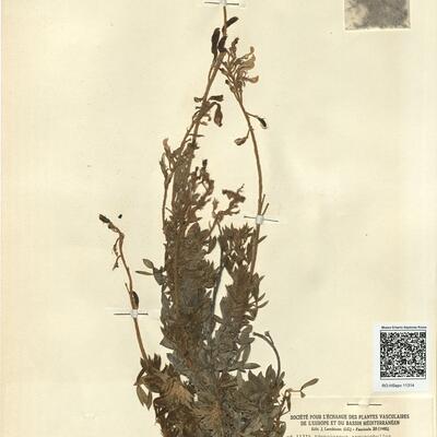 Adenocarpus argyrophyllus (Rivas Goday) Rivas-Martínez  -  RO-HSepv 11314 photo