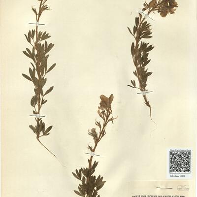 Adenocarpus argyrophyllus (Rivas Goday) Rivas-Martínez  -  RO-HSepv 11315 photo