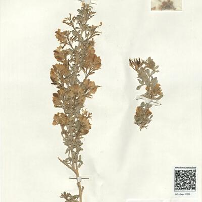 Adenocarpus bacquei Batt. & Pitard  -  RO-HSepv 17035 photo