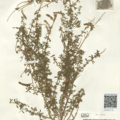 Adenocarpus complicatus (L.) Gay subsp. anisochilus (Boiss.) Franco -  RO-HSepv 14138 photo