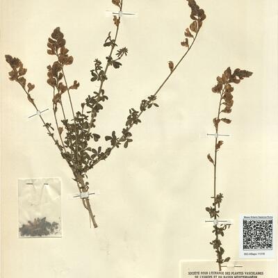 Adenocarpus complicatus (L.) Gay subsp. complicatus  -  RO-HSepv 11316 photo