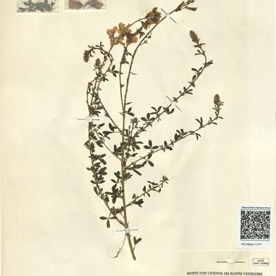 Adenocarpus complicatus (L.) Gay subsp. complicatus  -  RO-HSepv 11317 photo