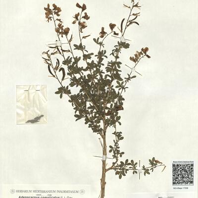 Adenocarpus complicatus (L.) Gay subsp. complicatus  -  RO-HSepv 17036 photo
