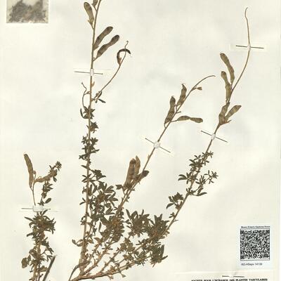 Adenocarpus complicatus (L.) J. Gay subsp. aureus (Cav.) Vicioso -  RO-HSepv 14139 photo