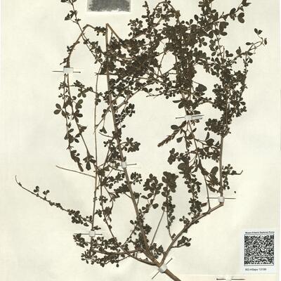 Adenocarpus complicatus (L.) J. Gay subsp. lainzii Castroviejo -  RO-HSepv 13199 photo