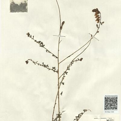 Adenocarpus complicatus (L.) J. Gay subsp. lainzii Castroviejo -  RO-HSepv 13200 photo