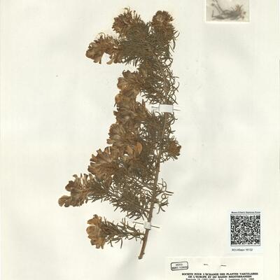 Adenocarpus decorticans Boiss. -  RO-HSepv 16132 photo