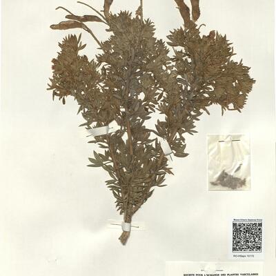 Adenocarpus hispanicus (Lam.) DC. subsp. gredensis Rivas-Martínez & Belmonte ^ -  RO-HSepv 15170 photo