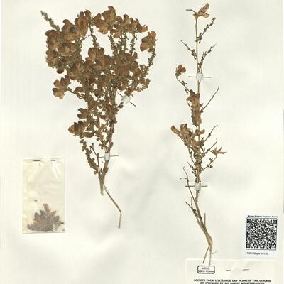 Adenocarpus telonensis (Loisel.) DC. -  RO-HSepv 16133 photo