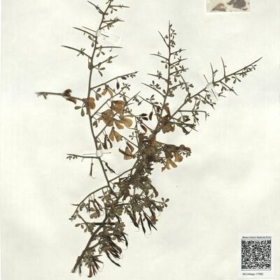 Calicotome spinosa (L.) Link subsp. spinosa -  RO-HSepv 17062 photo