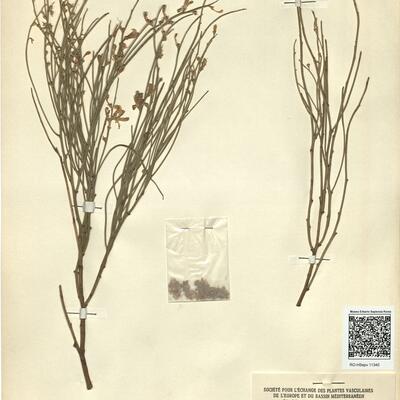 Genista aetnensis (Biv.) DC. -  RO-HSepv 11340 photo