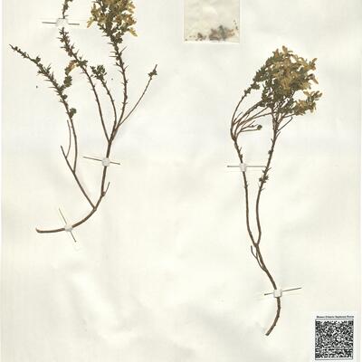 Genista anglica L. -  RO-HSepv 15207 photo