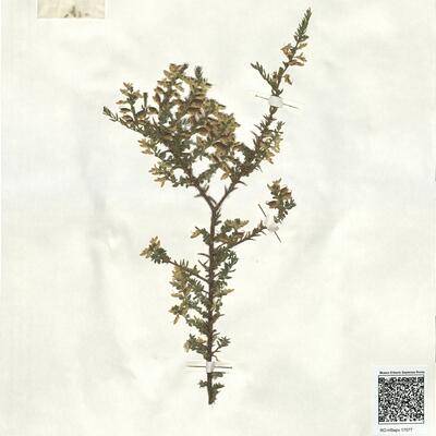Genista anglica L. -  RO-HSepv 17077 photo