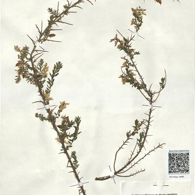 Genista anglica L. -  RO-HSepv 18066 photo