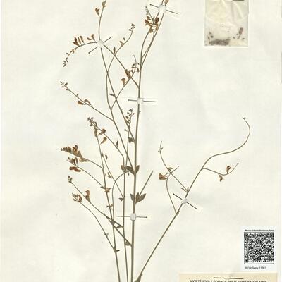 Gonocytisus angulatus (L.) Spach -  RO-HSepv 11361 photo
