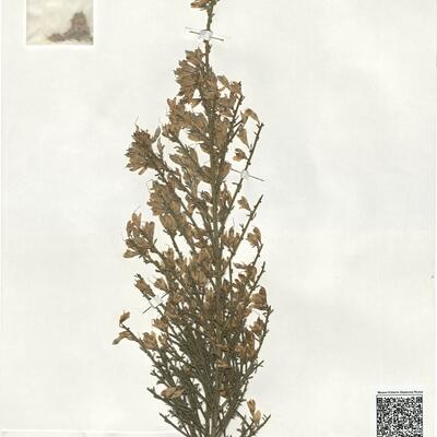 Genista aspalathoides Lam. -  RO-HSepv 19111 photo