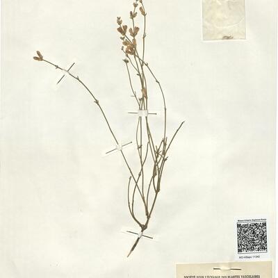 Genista aucheri Boiss. -  RO-HSepv 11342 photo