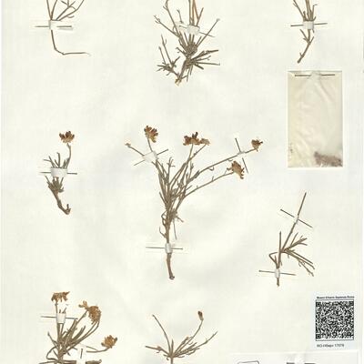 Genista capitellata Coss. -  RO-HSepv 17078 photo