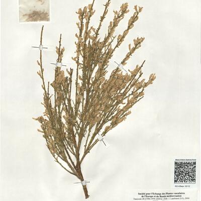 Genista cinerascens Lange -  RO-HSepv 19112 photo