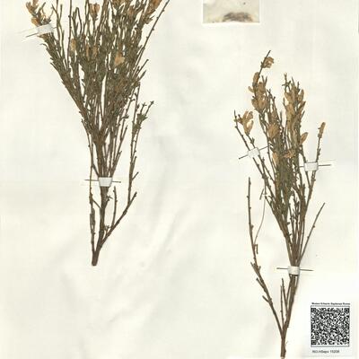 Genista cinerea (Vill.) DC. subsp. ausetana O. Bolós & Vigo  -  RO-HSepv 15208 photo