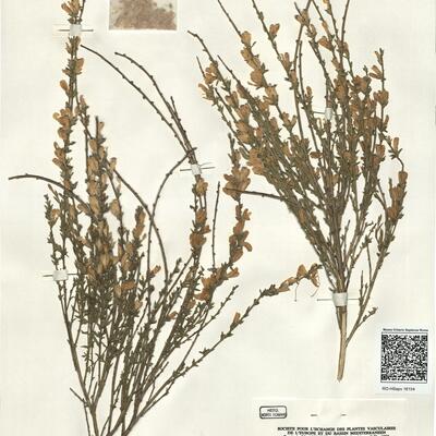 Genista cinerea (Vill.) DC. subsp. ausetana O. Bolós & Vigo ^ -  RO-HSepv 16154 photo