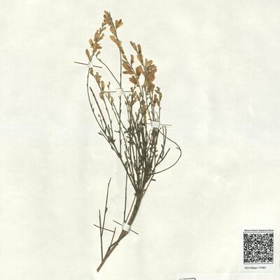 Genista cinerea (Vill.) DC. subsp. speciosa Rivas-Goday & T. Losa ex Rivas-Martínez & al. -  RO-HSepv 17080 photo