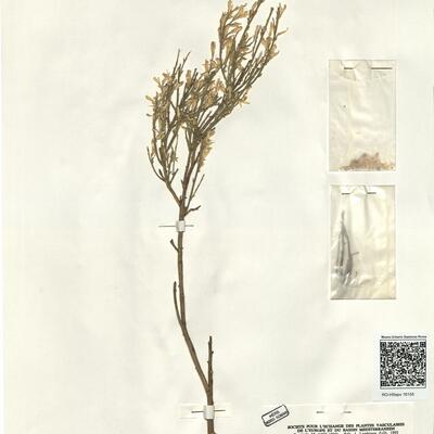 Genista cinerea (Vill.) DC. subsp. speciosa Rivas-Goday & T. Lose (sic) ex Rivas-Martínez & al. -  RO-HSepv 16155 photo