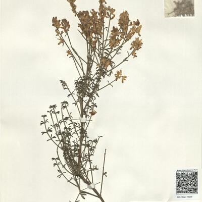 Genista dorycniifolia Font Quer -  RO-HSepv 15209 photo