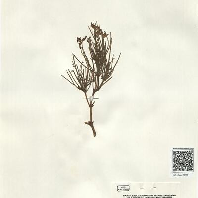 Genista dorycniifolia Font Quer subsp. grosii (Font Quer) Font Quer -  RO-HSepv 16156 photo