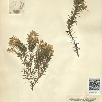 Genista erioclada Spach subsp. atlantica (Spach) Maire var. atlantica -  RO-HSepv 11343 photo