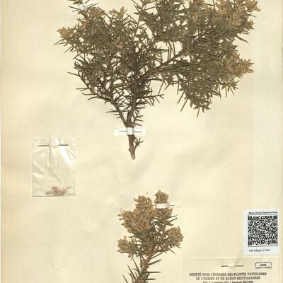Genista erioclada Spach subsp. erioclada  -  RO-HSepv 11344 photo