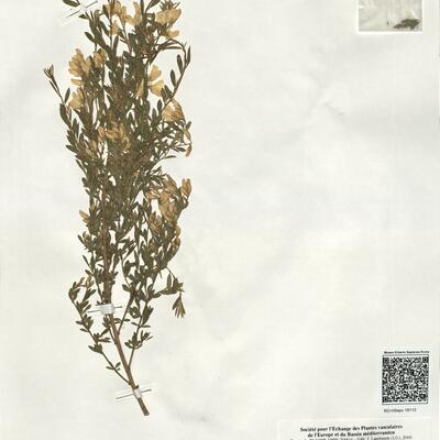 Genista florida L. -  RO-HSepv 19113 photo