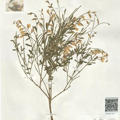 Genista florida L. -  RO-HSepv 19114 photo