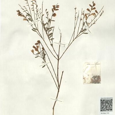 Genista florida L.  -  RO-HSepv 17081 photo