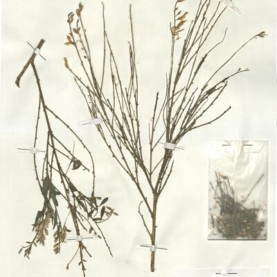 Genista florida L. subsp. florida  -  RO-HSepv 18069 photo
