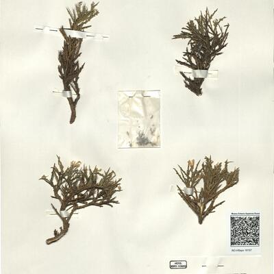 Genista gadorensis Uribe-Echebarria & Urrutia ^ -  RO-HSepv 16157 photo