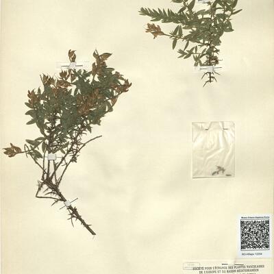 Genista germanica L. -  RO-HSepv 12254 photo
