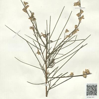 Genista haenseleri Boiss. -  RO-HSepv 18070 photo