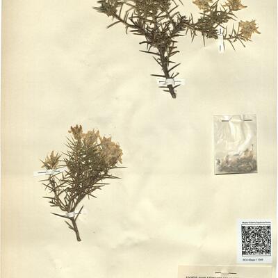 Genista hirsuta Vahl -  RO-HSepv 11345 photo