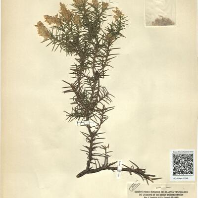 Genista hirsuta Vahl -  RO-HSepv 11346 photo