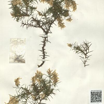 Genista hirsuta Vahl -  RO-HSepv 14174 photo