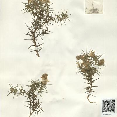 Genista hirsuta Vahl -  RO-HSepv 15210 photo