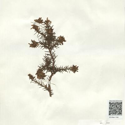 Genista hirsuta Vahl -  RO-HSepv 17082 photo