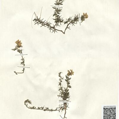 Genista hispanica L. subsp. hispanica -  RO-HSepv 13229 photo